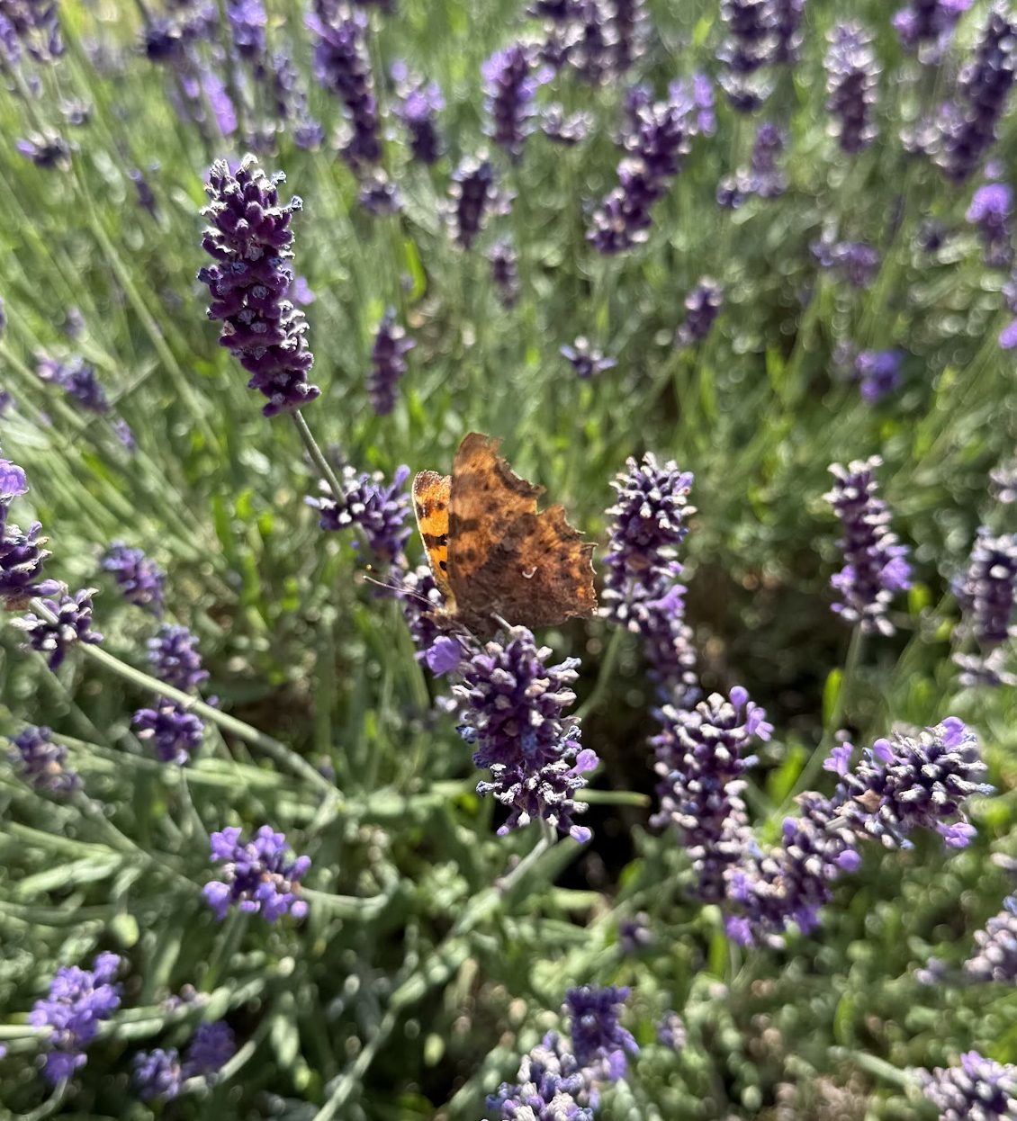 Gardens of the Bible